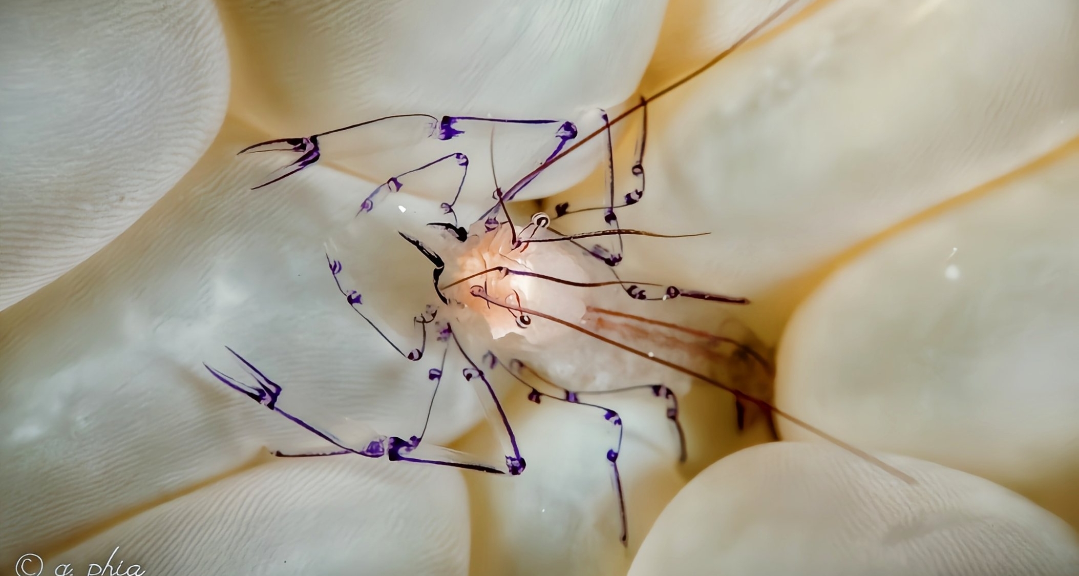 [奇怪生物日誌276]您瞅瞅您，長的像是這個星球的生物嗎！??