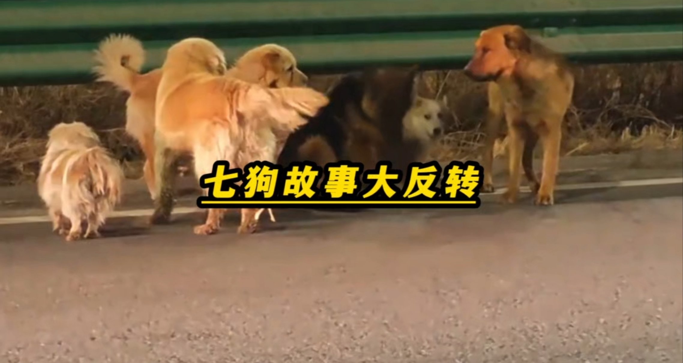 大反轉！七隻狗狗大逃亡，實爲徹頭徹尾的謠言！