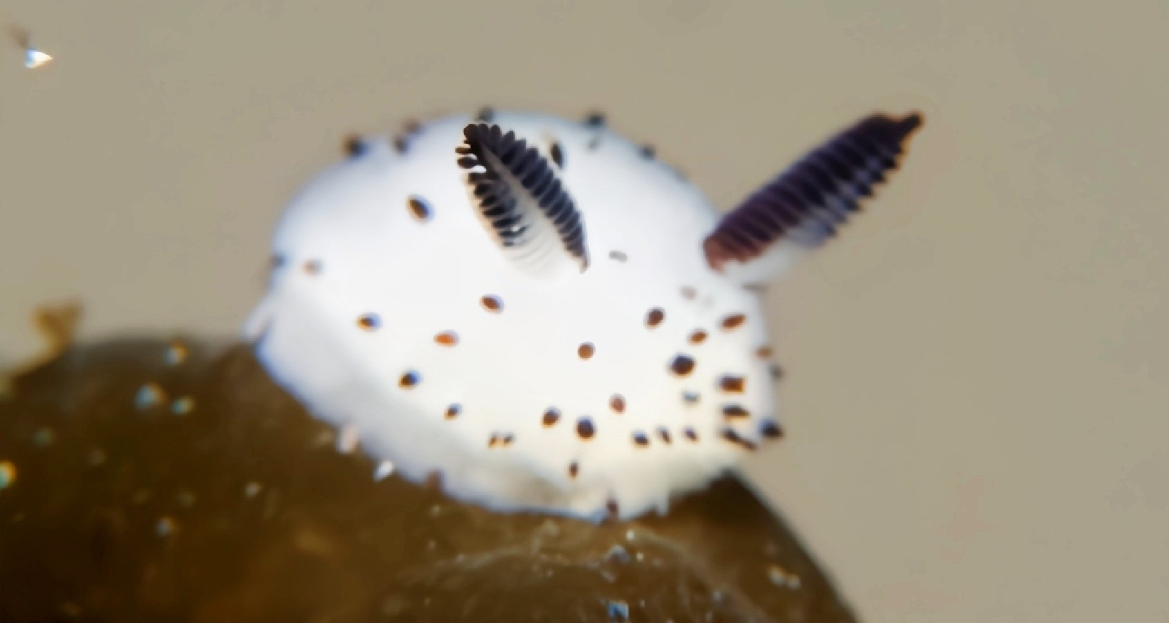 [奇怪生物日誌277]如此可愛！不知道盒友們有沒有見過海里的兔子