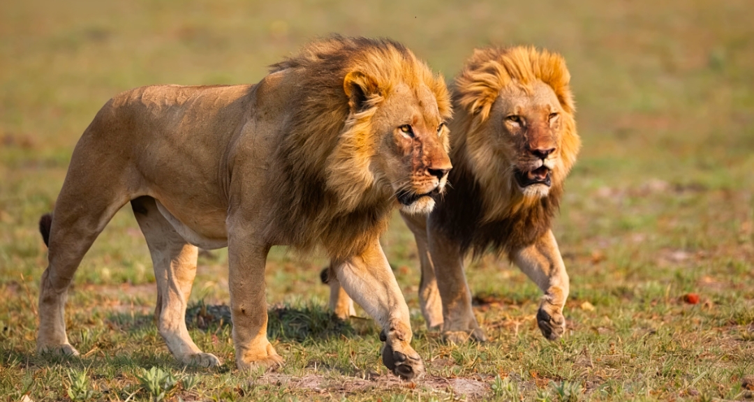8种动物的极端繁衍，看完头皮发麻