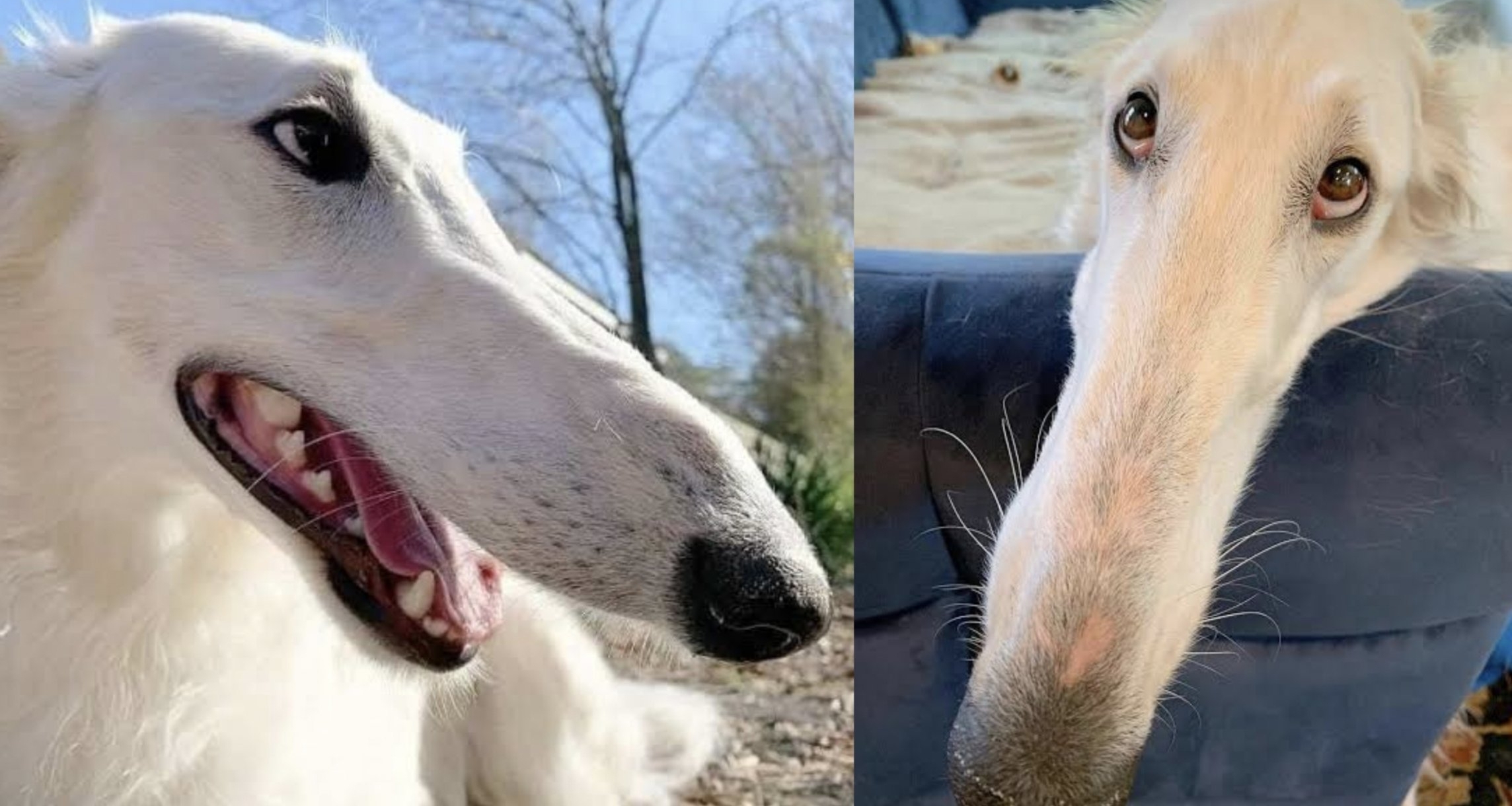 [奇怪生物日誌特刊]你認得表情包裏，鼻子這麼長的狗狗嗎?