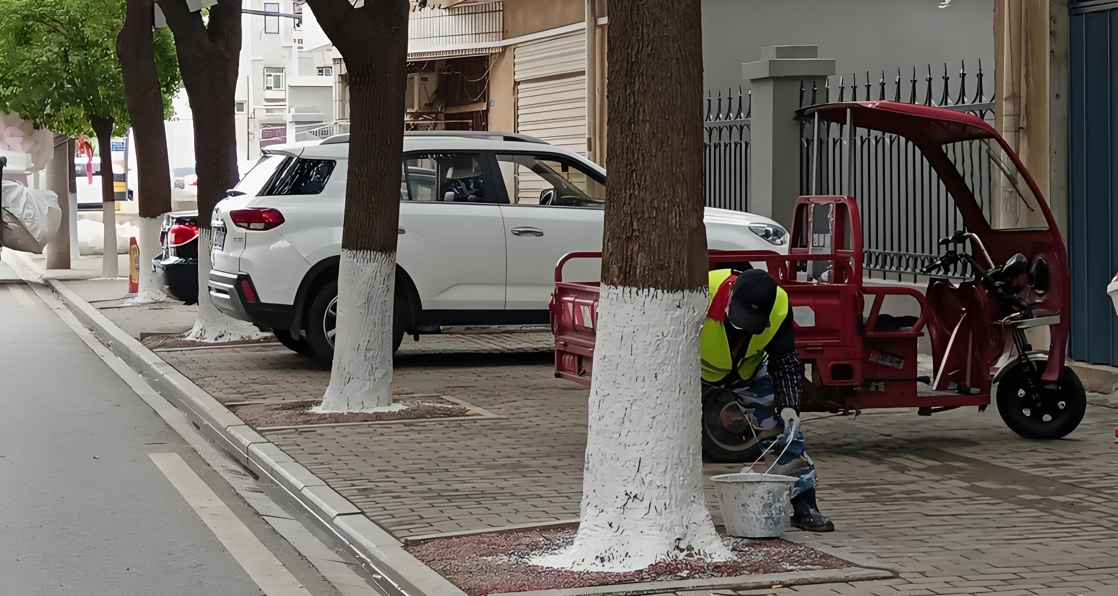 爲什麼路邊的樹上，下半截要塗一層白白的油漆？