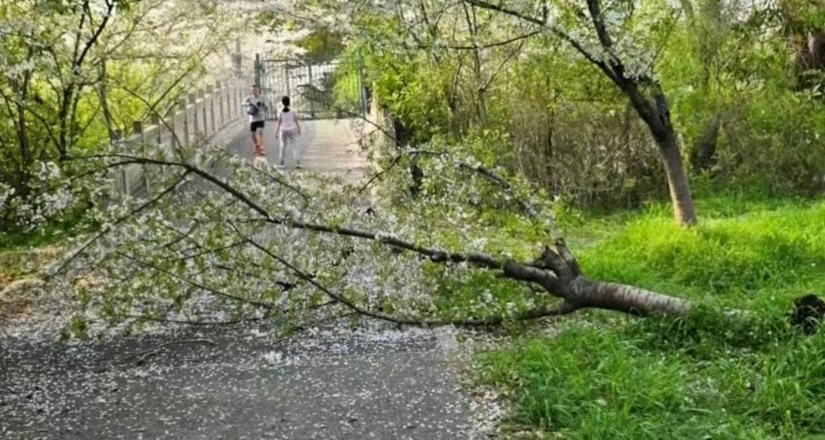 上海一女子爬树拍照压塌20年樱花树，涉事人已认错愿赔偿
