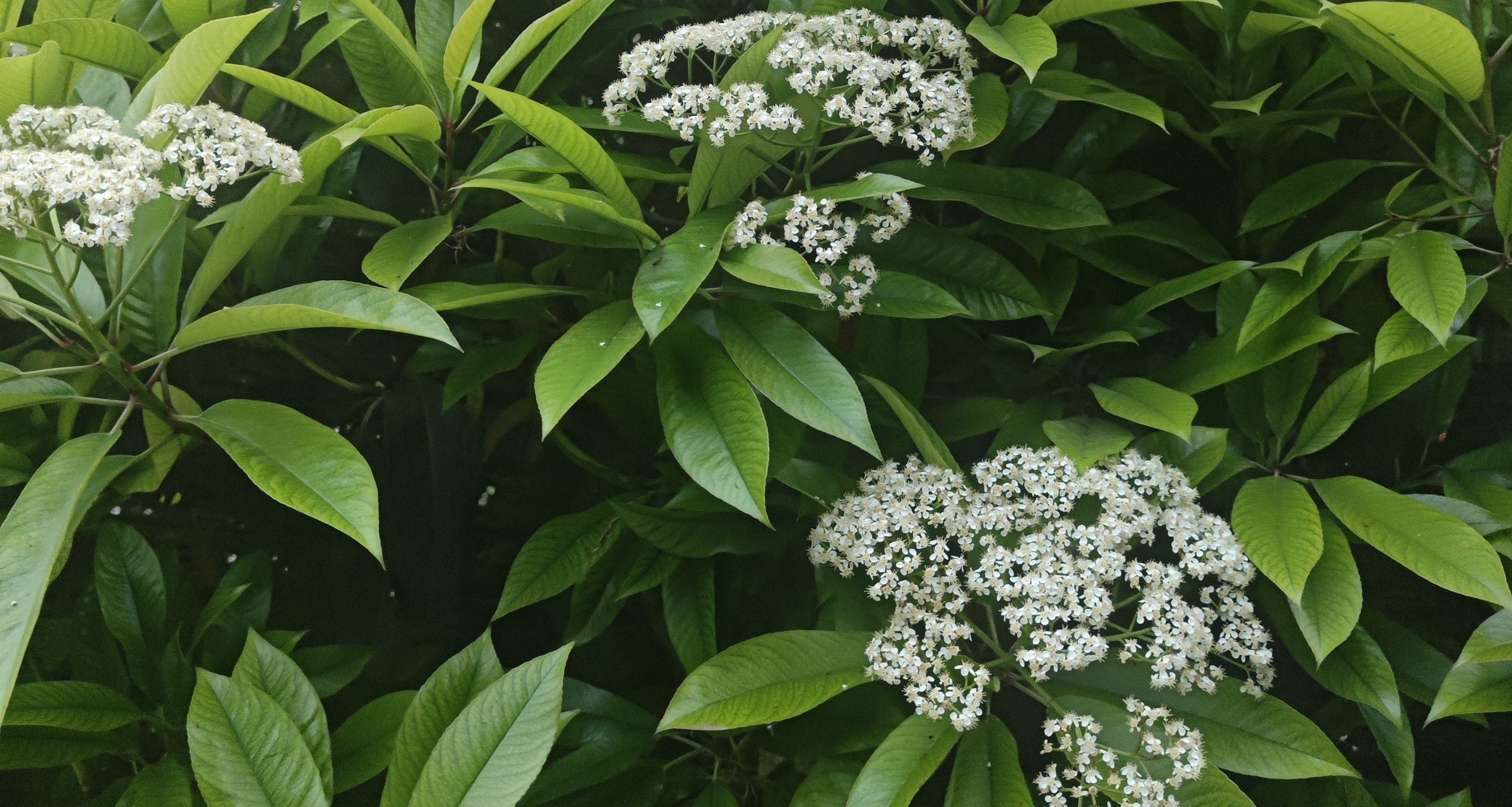 真得搞一个高校石楠花排行榜