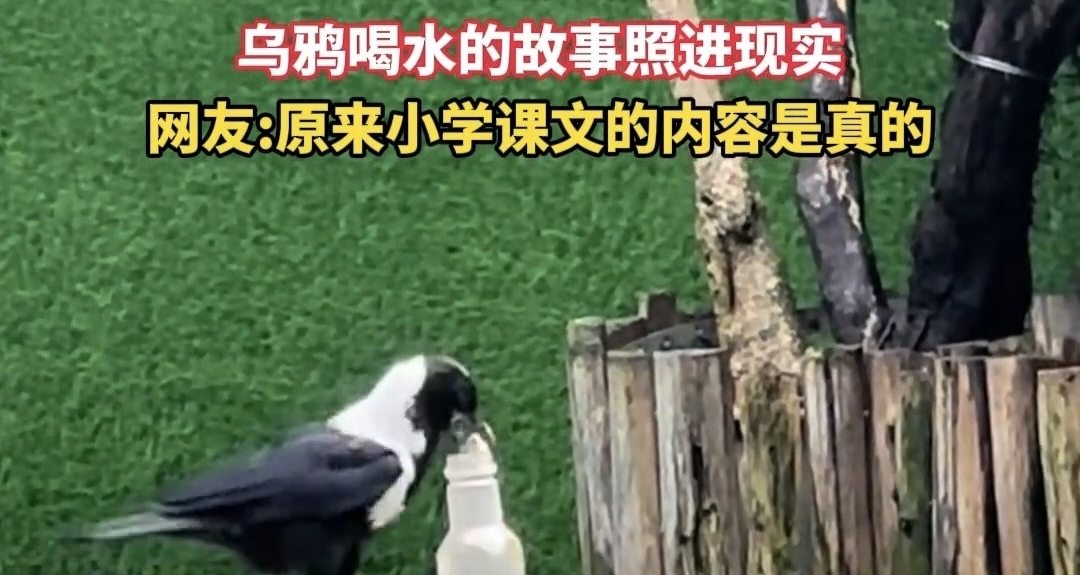 广州野外惊现“投石喝水”乌鸦：小学课文名场面成真