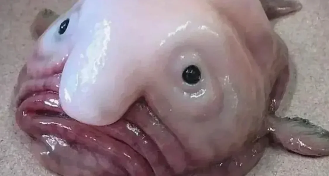 深海里都黑成那樣了，魚到底還能看見啥？