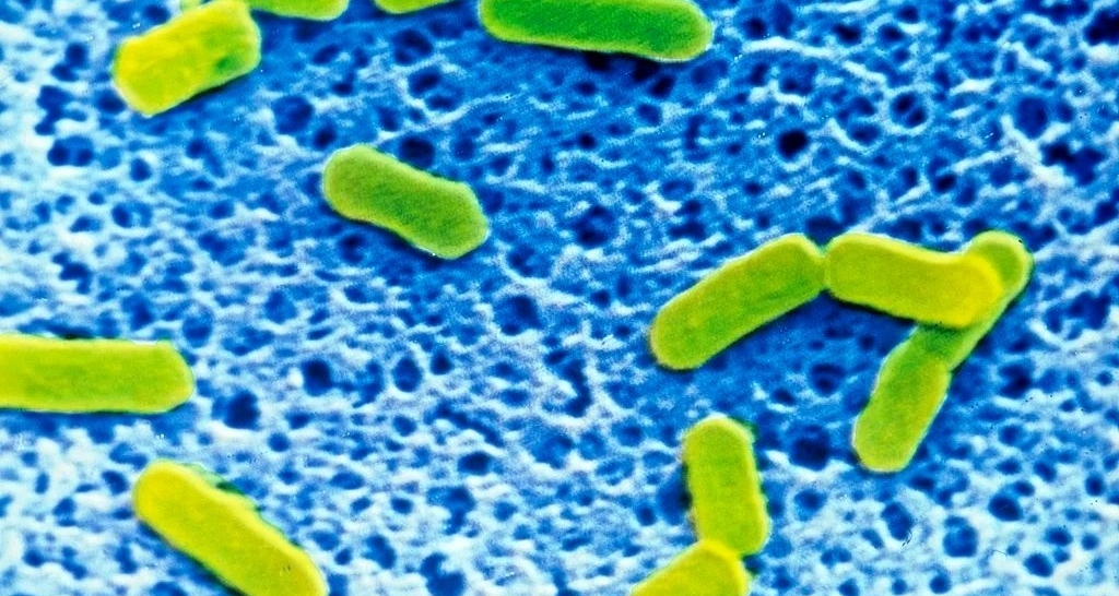 吃冰箱剩菜有生命危险！