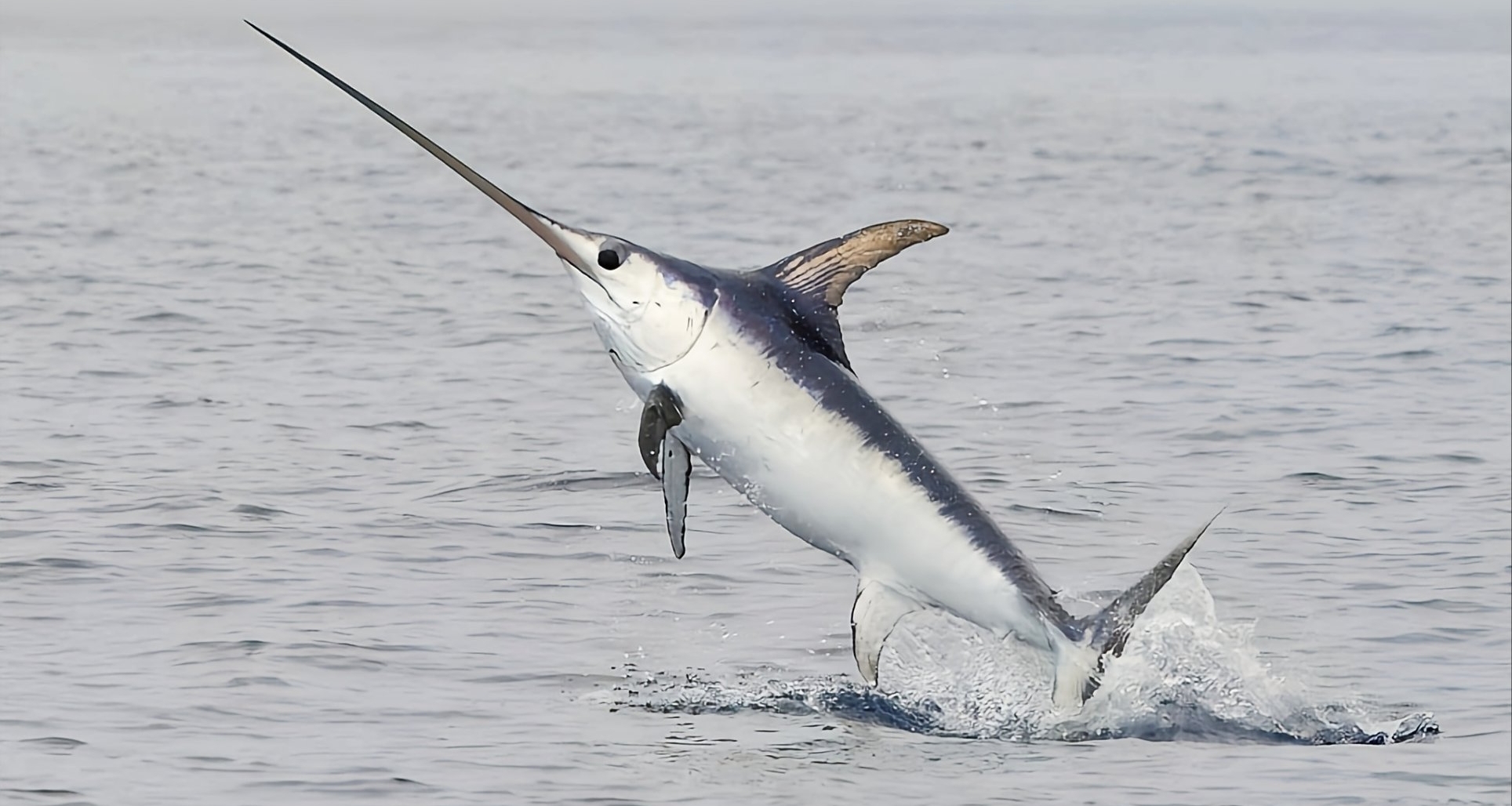 盒友们知道吗？剑鱼的攻击方式不是一刺封喉，而是横扫千军！