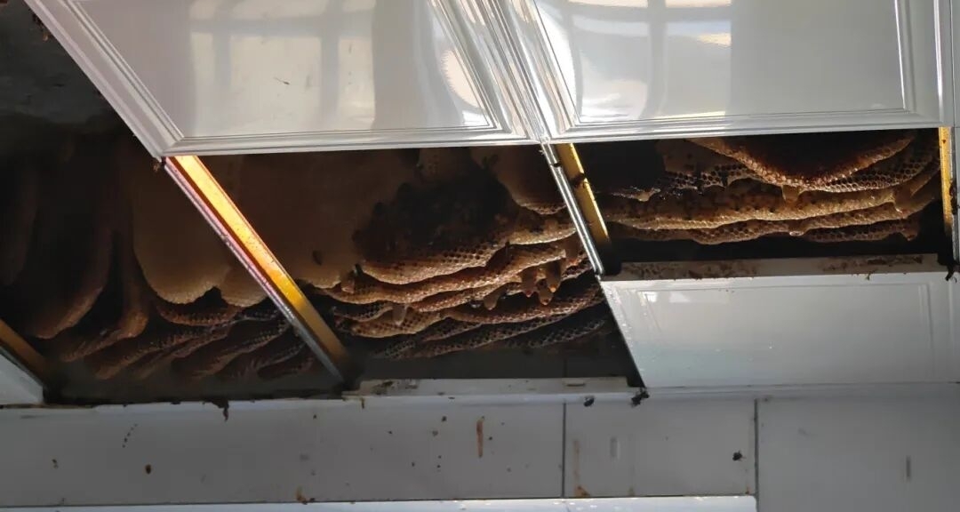 徐州一戶人家廚房吊頂藏巨型蜂巢，三年空置房變