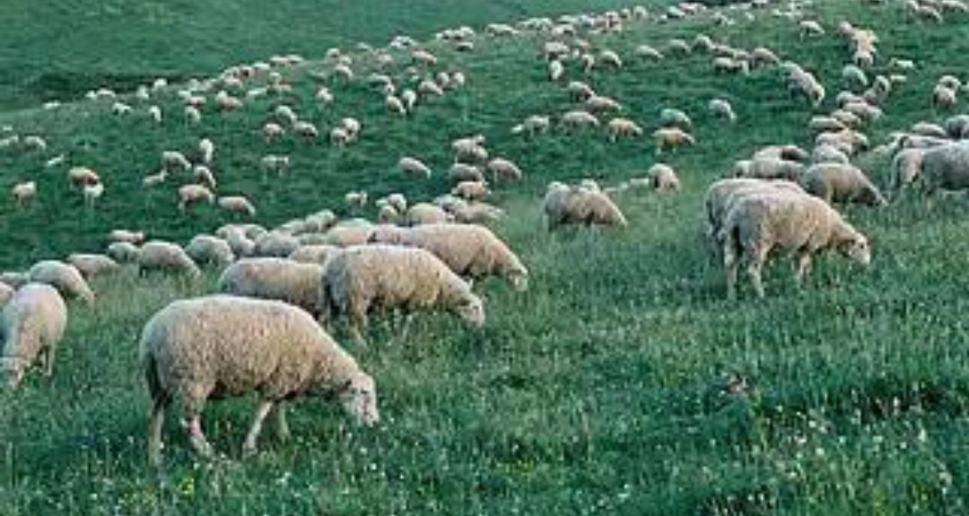 月薪1.6萬看管3000只羊？高薪放牧崗引熱議