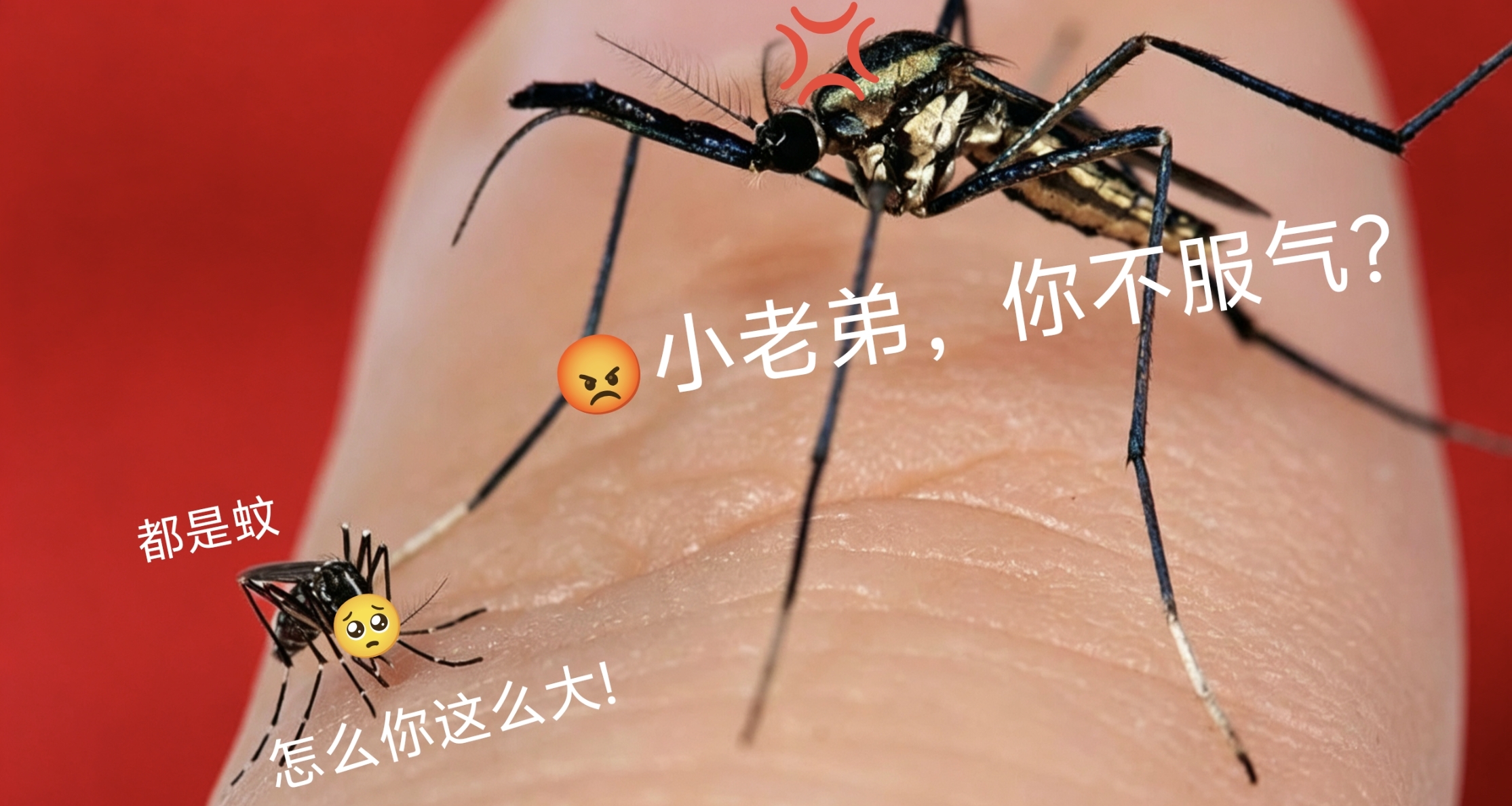 盒友们知道吗？最大的蝇和蚊子，居然都在“不务正业”!