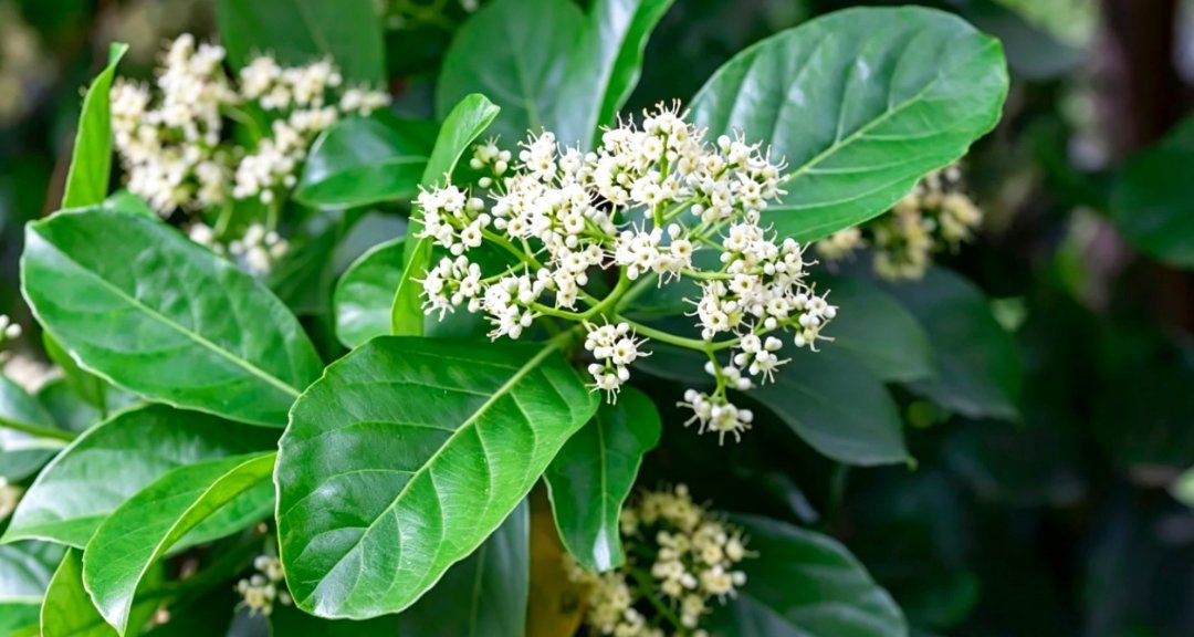 石楠花有着類似男性生理分泌物的尷尬氣味，卻不知它渾身都是寶