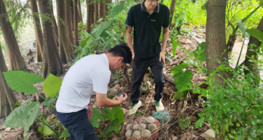 廣州中心城區發現完整恐龍蛋化石