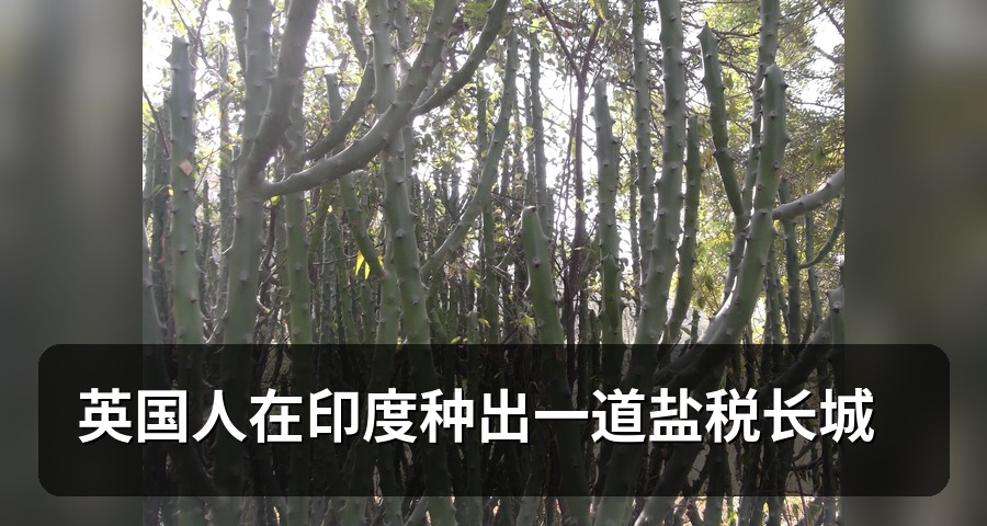 英国人在印度种出一道盐税长城