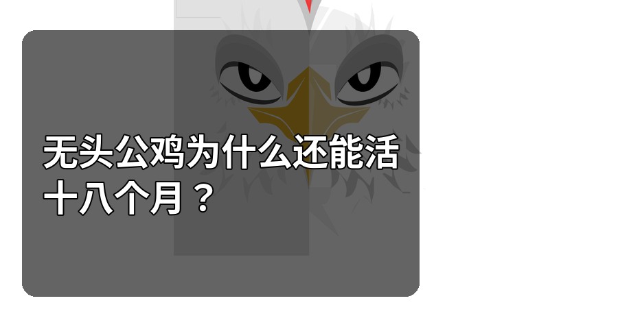 无头公鸡为什么还能活十八个月？