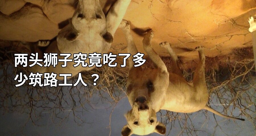 两头狮子究竟吃了多少筑路工人？