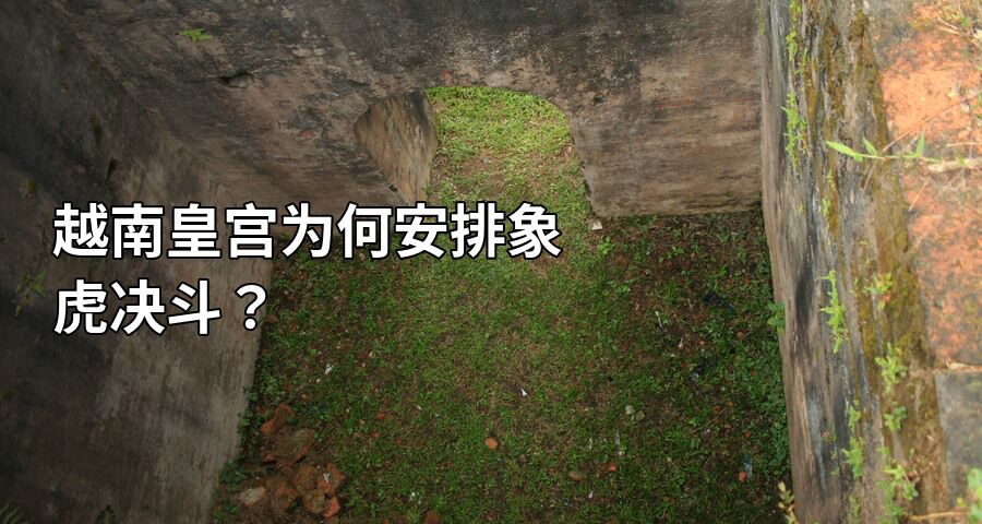 越南皇宮爲何安排象虎決鬥？