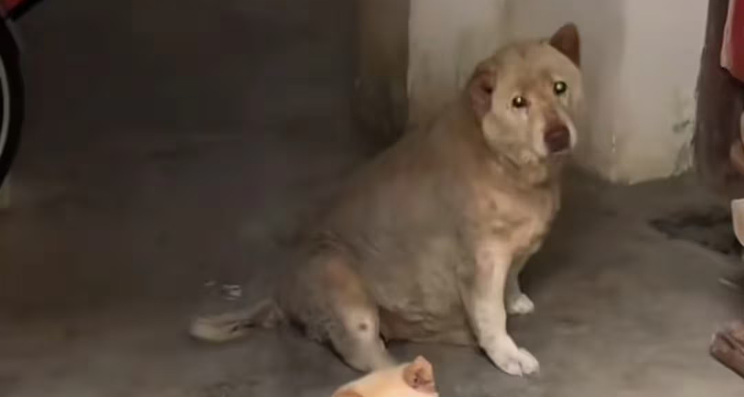 大黄