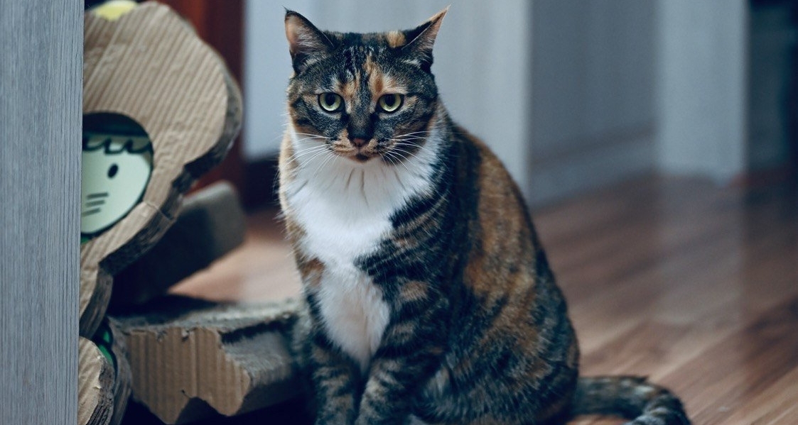朋友的猫求领养，坐标北京