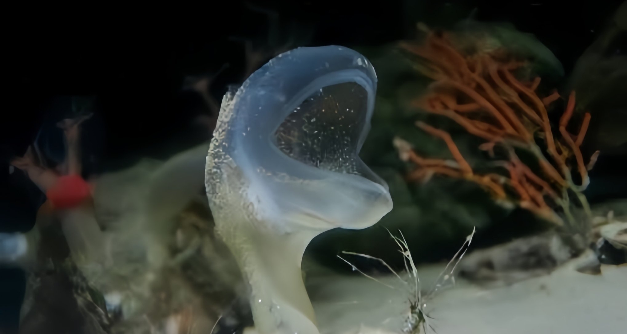 [奇怪生物日誌]猜猜這是什麼生物？大嘴花你怎麼跑到海里去了！