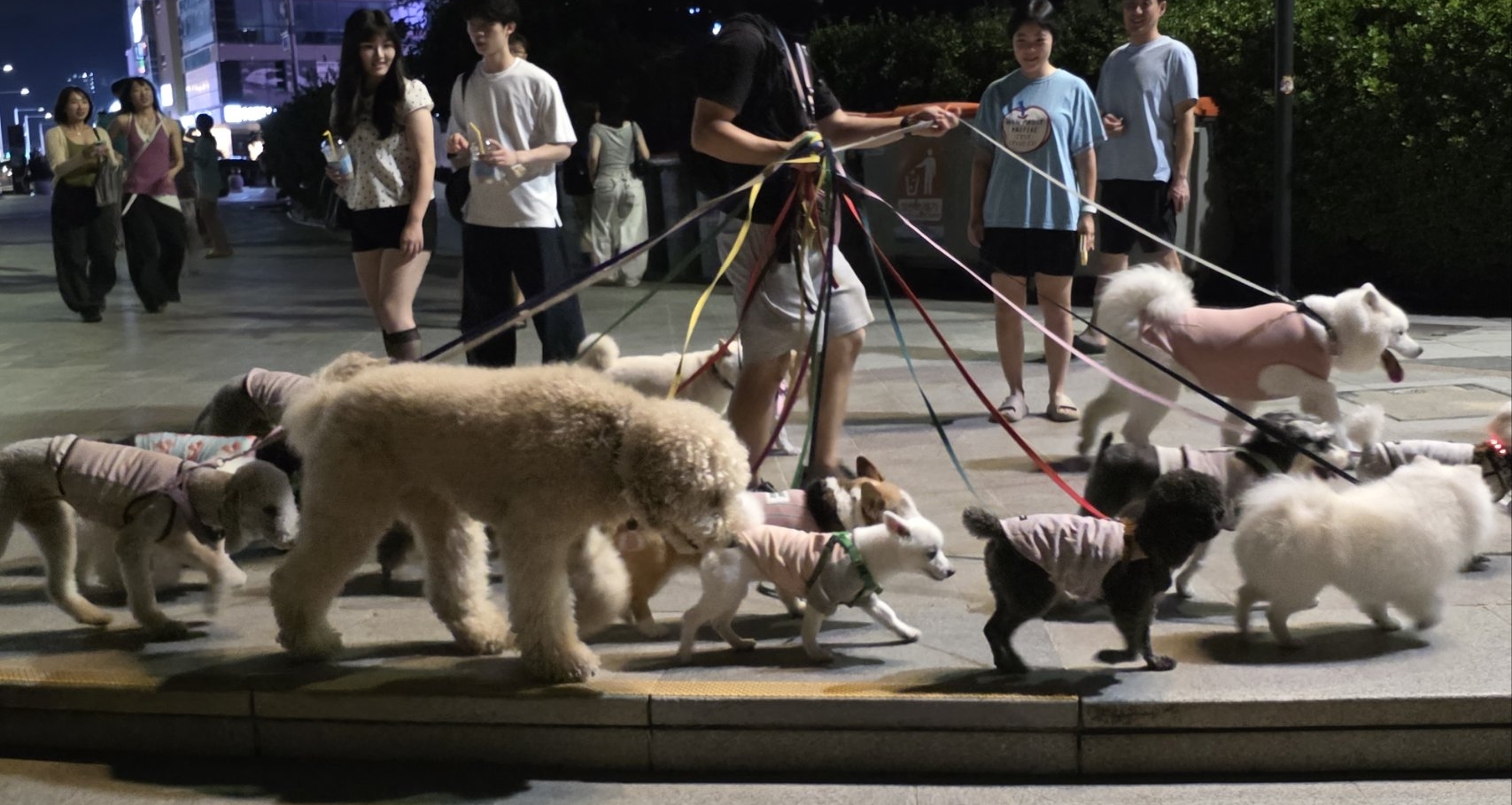 路遇牽着十幾條狗的哥們 想知道他月入多少