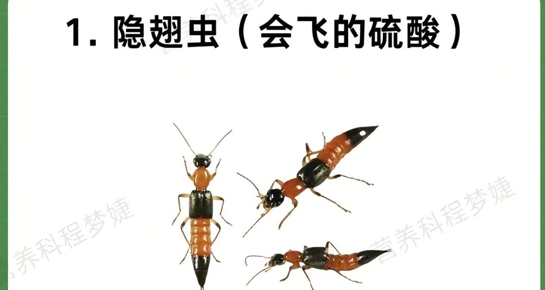 最近刷到老多地方出现隐翅虫，大家一定要小心啊！