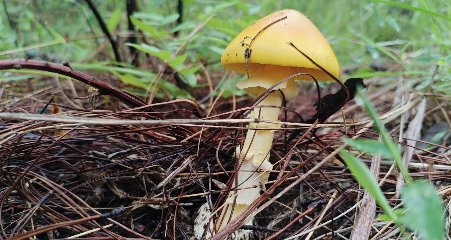 手臂上长🍄的男人
