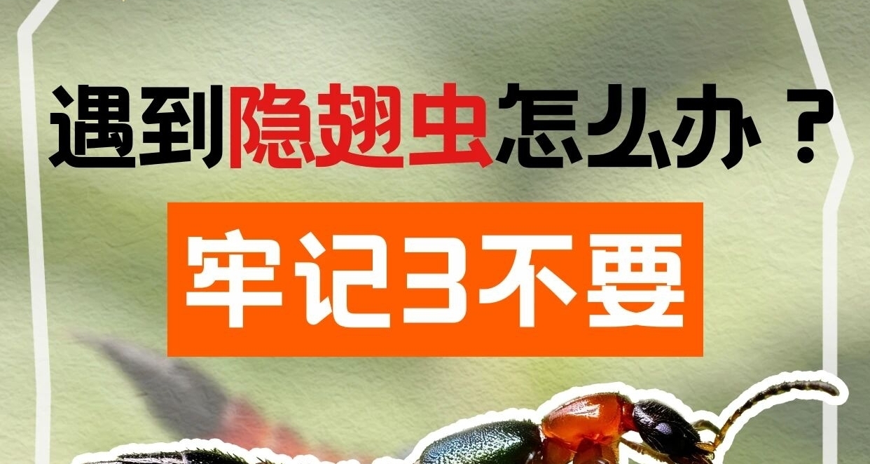 遇到隐翅虫怎么办？牢记3不要