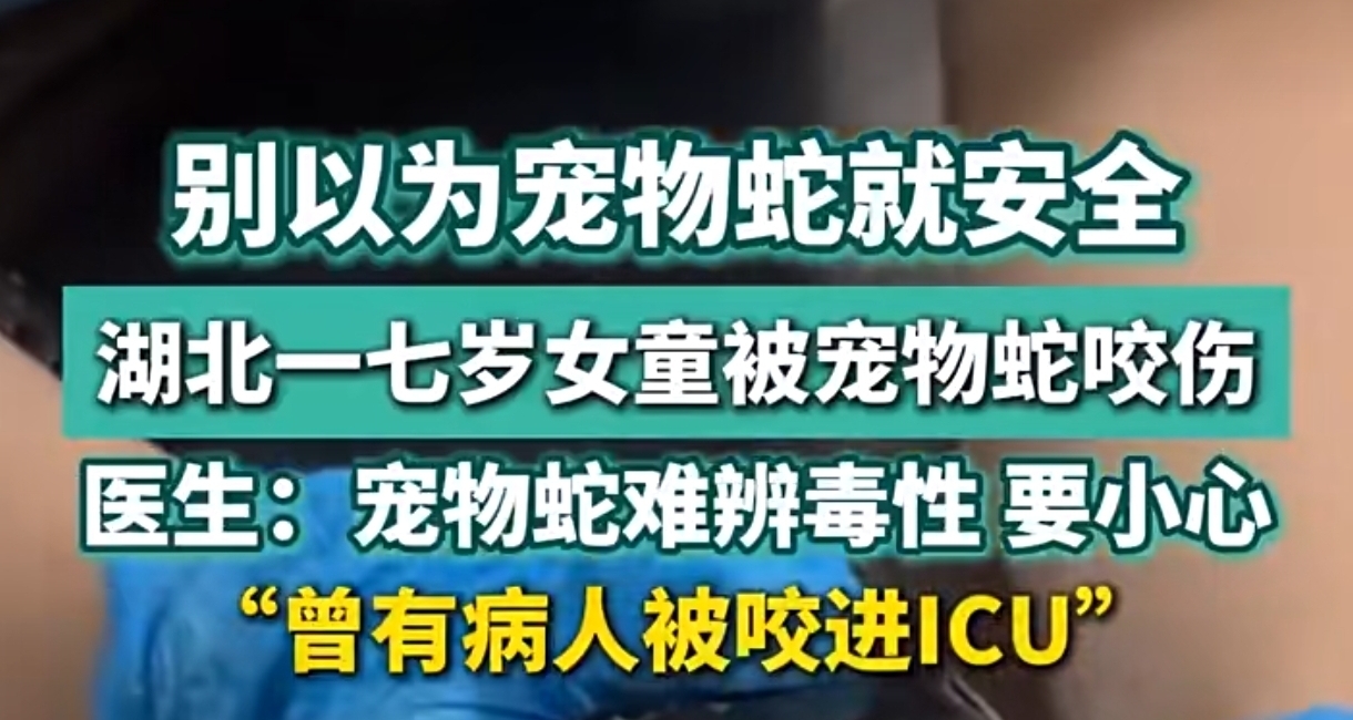 别以为宠物蛇就安全，7岁女童被宠物蛇咬伤