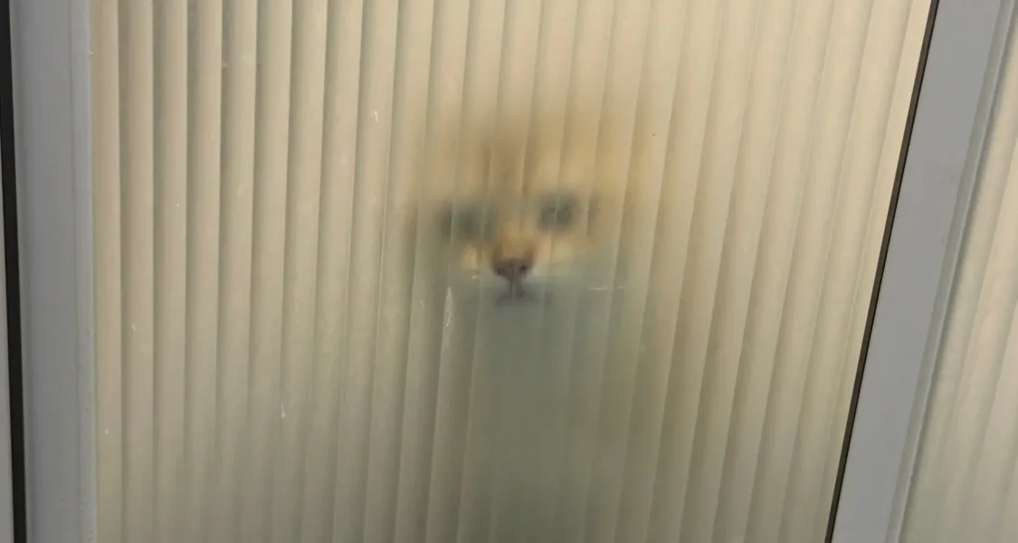 看不见的客人