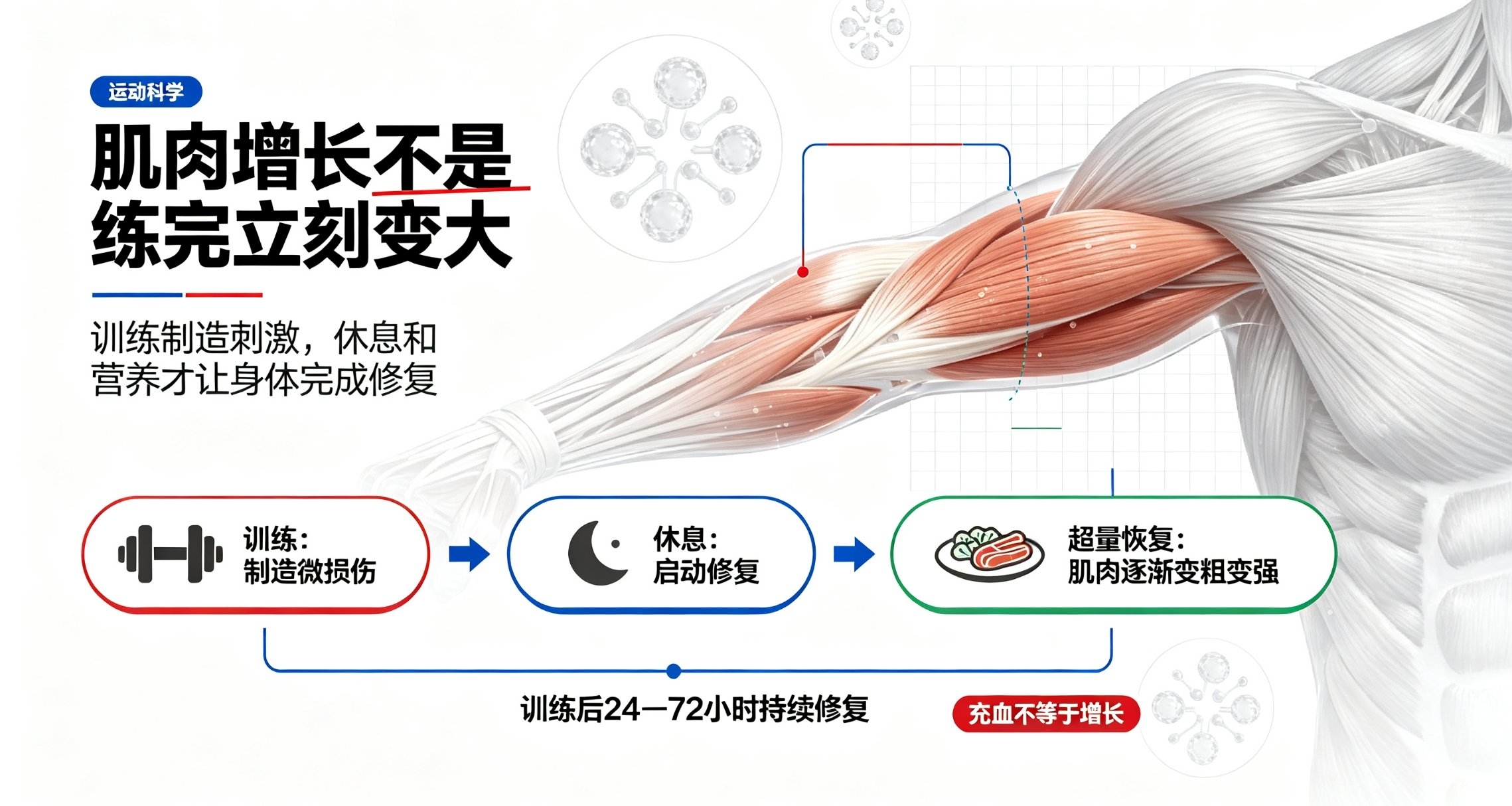 肌肉增长完整机制，不是练完立刻变大