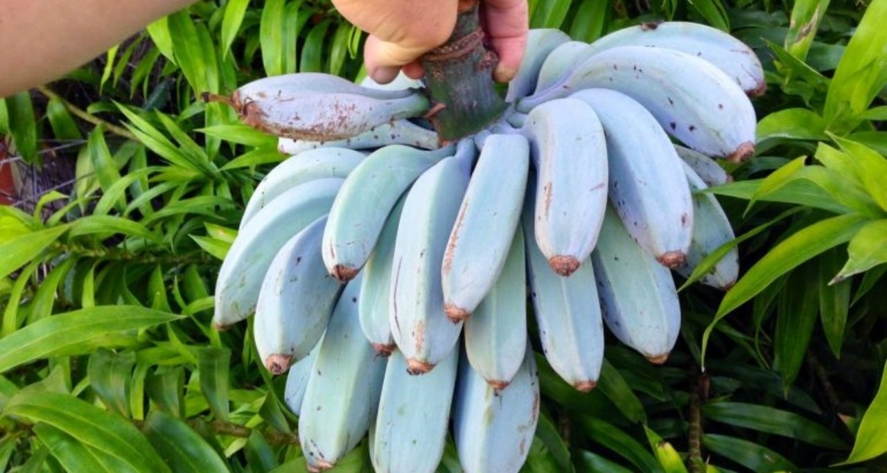 [乐子生物日志]天冷了，又到了吃蓝色香蕉可以提升寒冷抗性的时候