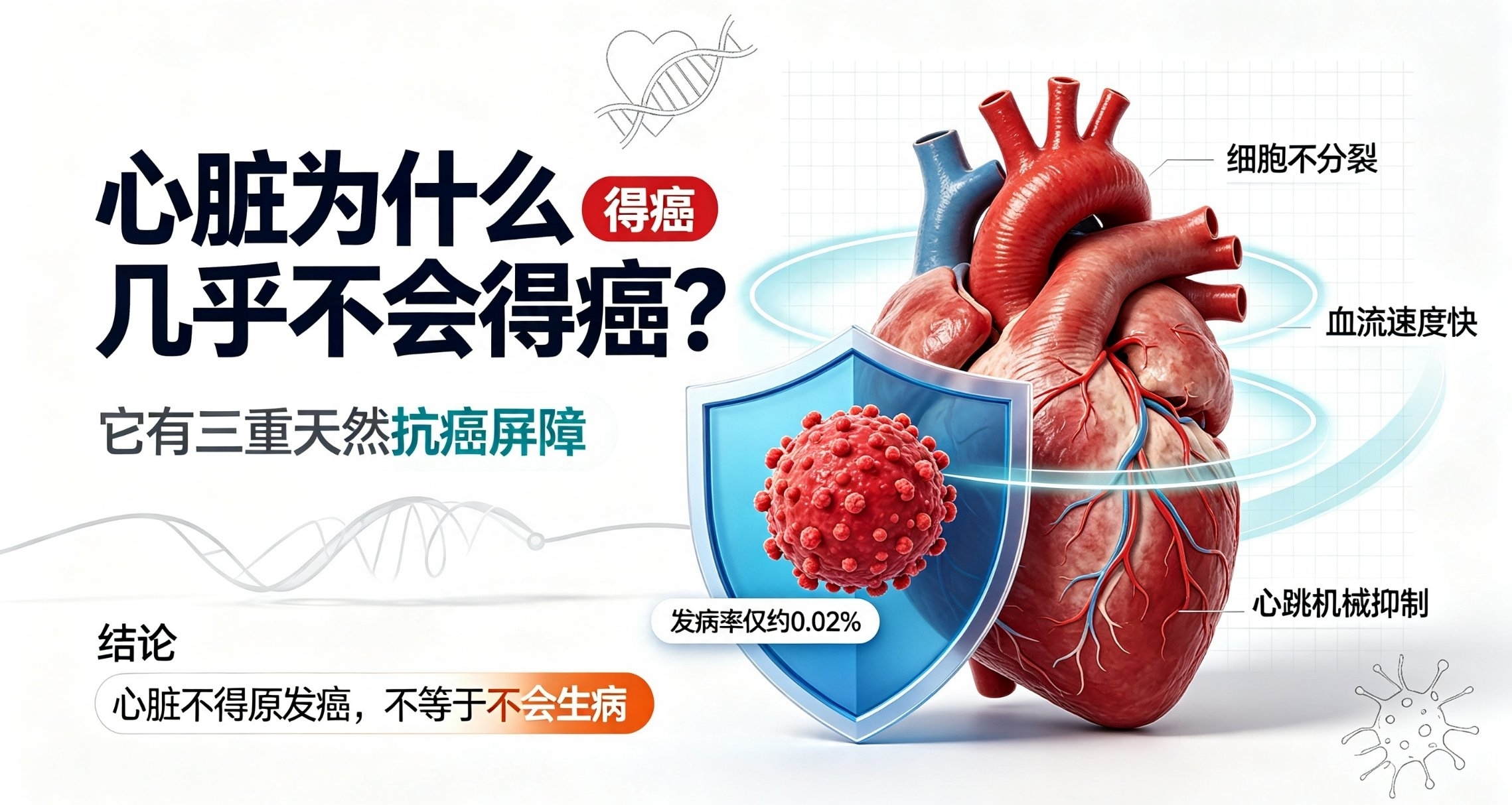 心脏为什么几乎不会得癌症？藏在心跳里的天然抗癌密码