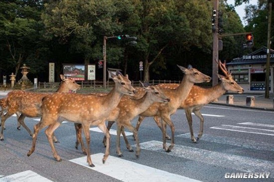 日本北海道梅花鹿氾濫成災 現支持人們獵鹿