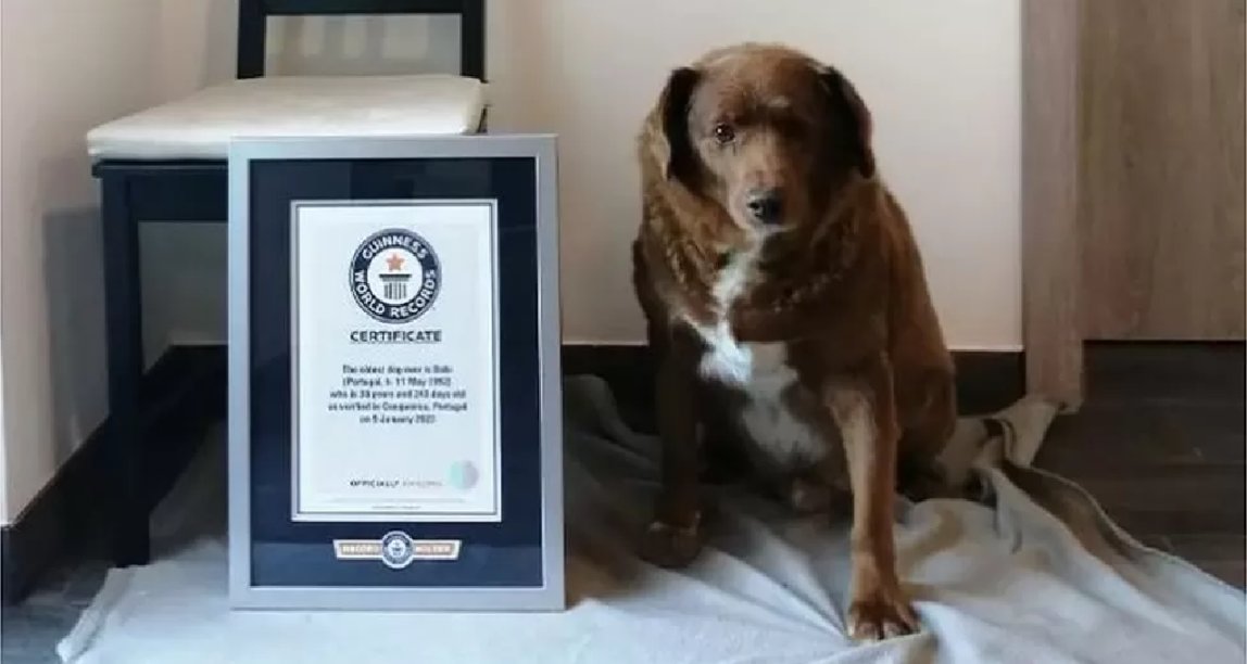 世界上最年长的狗博比去世，享年 31 岁