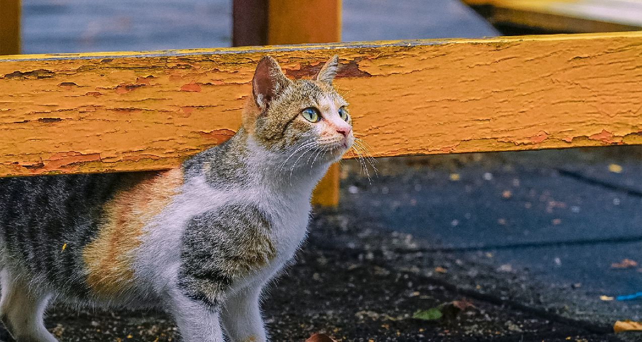 美国流浪猫每年杀死几十亿哺乳动物 已造成63个物种灭绝