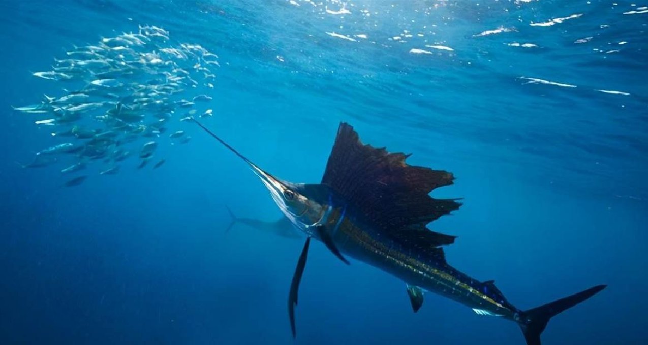 速度高達190公里/小時！ 海洋頂級獵食者旗魚，有天敵嗎？