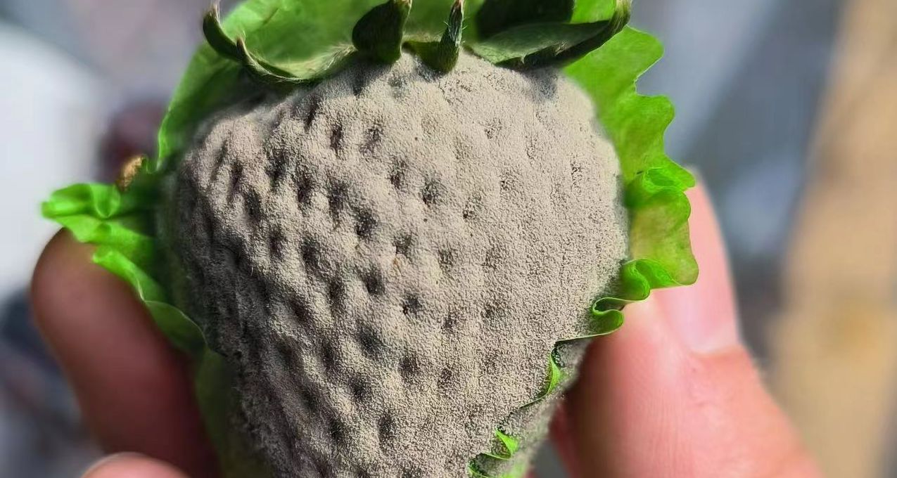 這輩子沒見過這麼多黴菌，原來黴菌的世界這麼精彩，快來見識一下