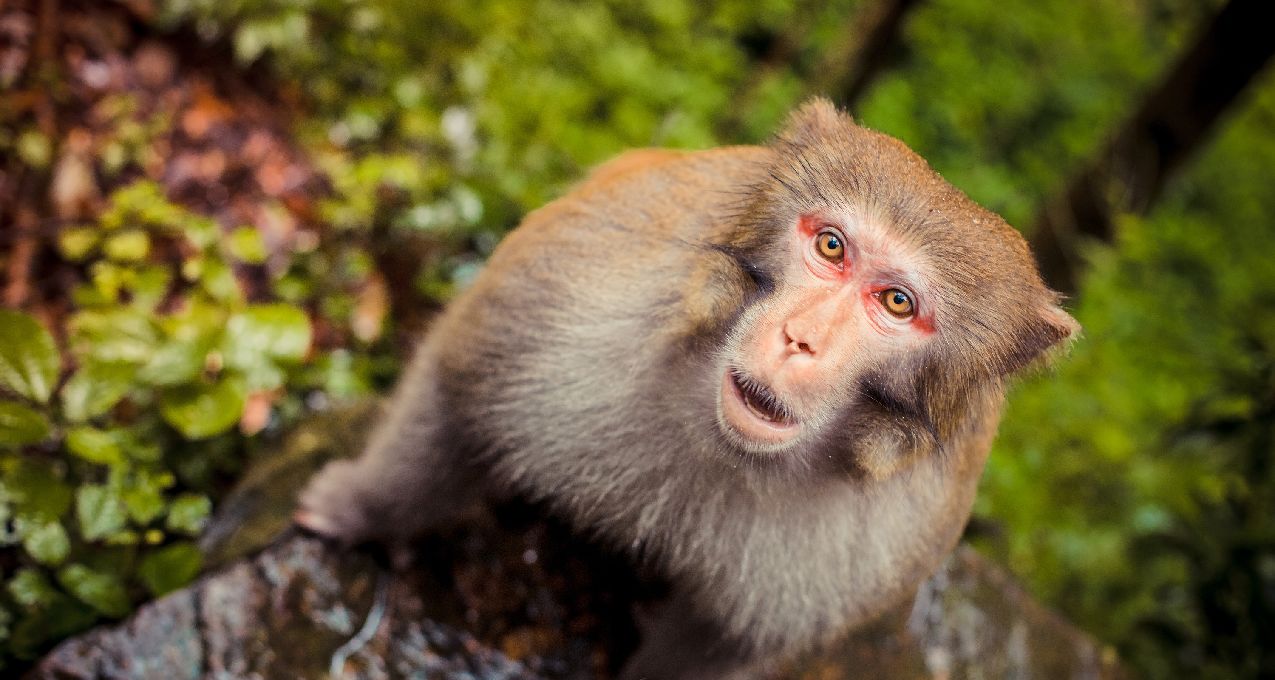 聊聊爲什麼人類沒有尾巴？