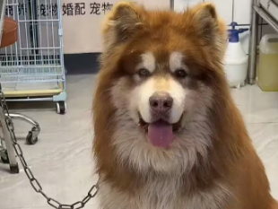 玩狗，训狗，虐狗，只有死狗才是好狗？