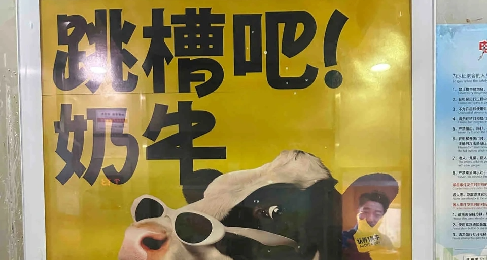 认养一头牛广告被曝内涵社畜，资本家的套路比牛奶还浓