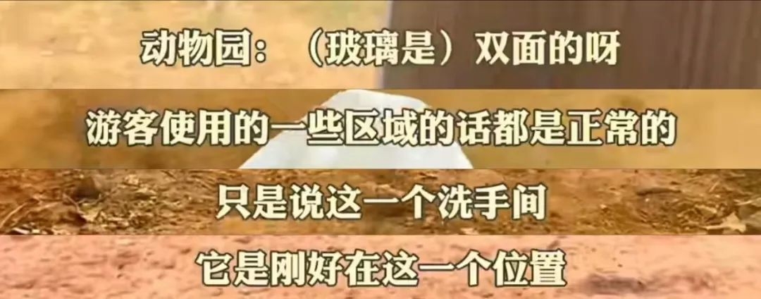 美国佛州大鳄鱼站立敲打居民门窗：骑手已到店，请出餐