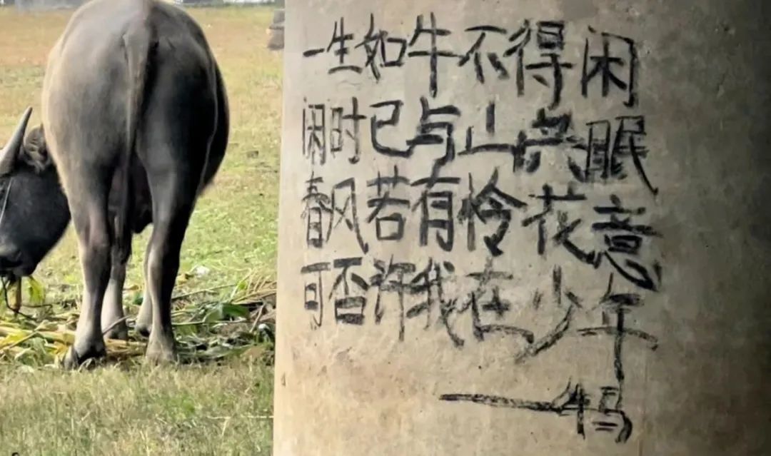 從打奶嗝到嬌牛馬，我們到底還要被“嬌妻”折磨多久？