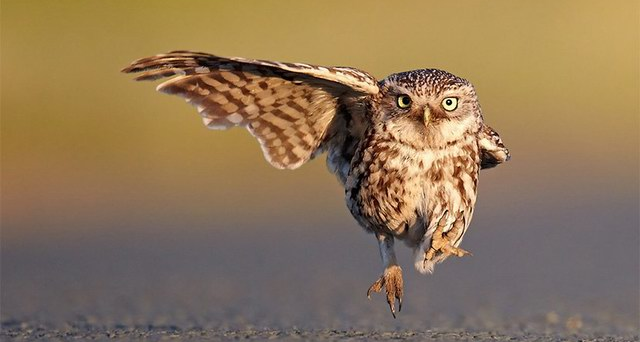 野生动物喜剧摄影奖  获奖作品大赏---2016