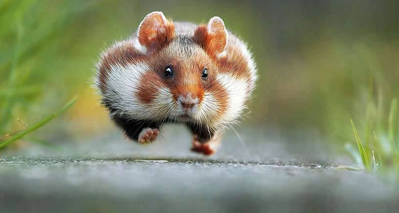 十年前的  野生动物喜剧摄影奖  获奖作品大赏---2015