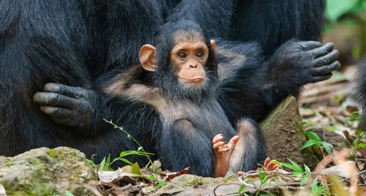 野生動物喜劇攝影獎  作品大賞----2020