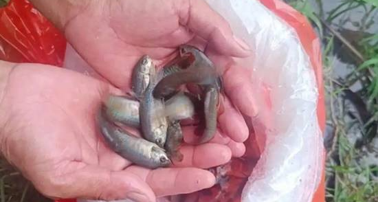 5200 條“滅蚊魚”上崗！自然方式方式蚊蟲繁殖
