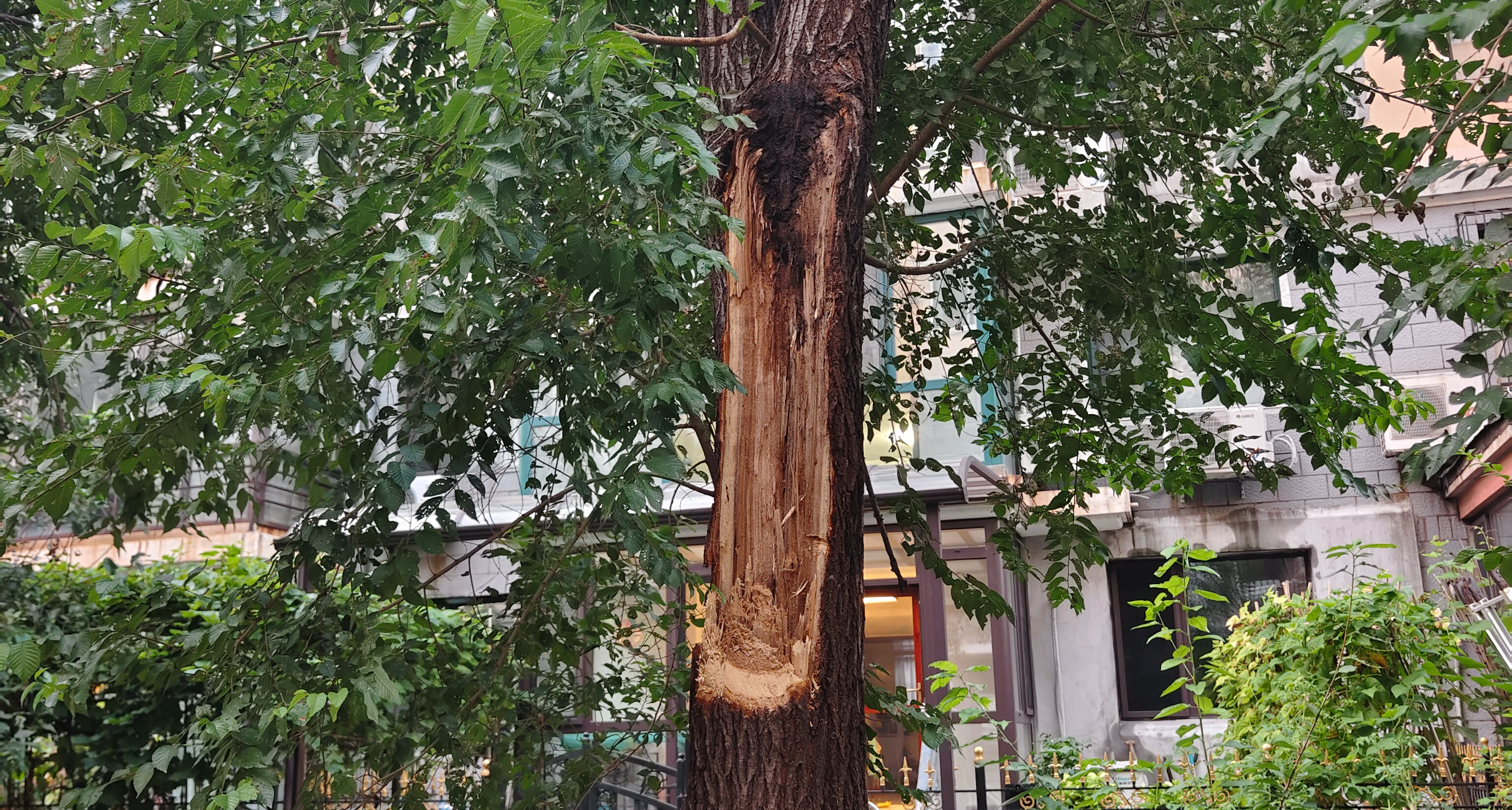雷擊木