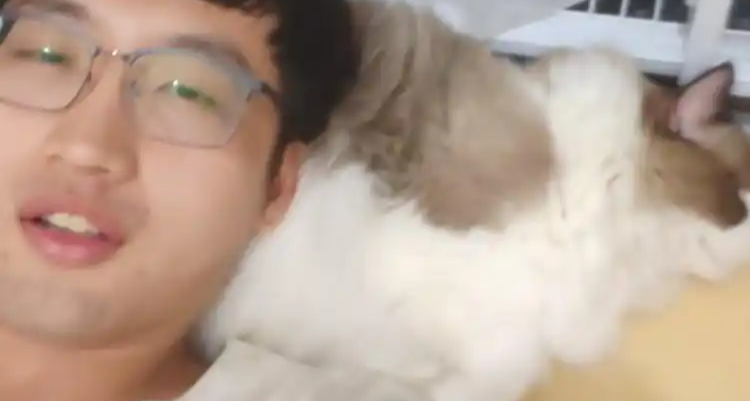 青岛小伙开 9.9 元撸猫馆，网友：撸猫界 