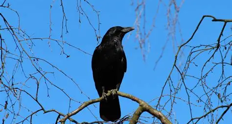 三个被误解的动物